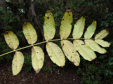 Verso des feuilles. Agrandir dans une nouvelle fenêtre (ou onglet)